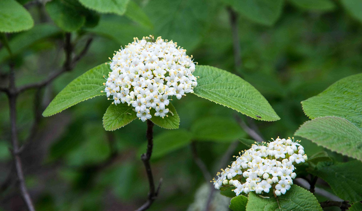 Viburnum lantana.